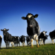 vegan cows