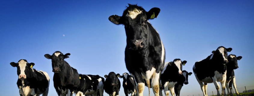 vegan cows